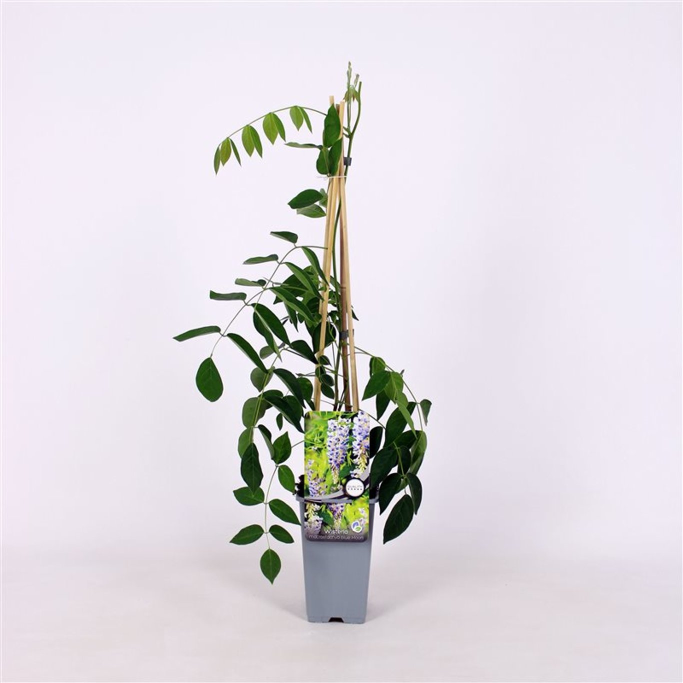 Wisteria macr. 'Blue Moon' - C2 70/+ CM